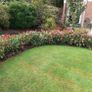 Red Robin Hedging 2.5 feet tall Image 2