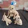 Dog ornaments Image 3