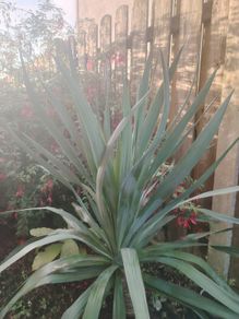 Plant