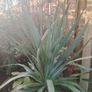 Plant Image 2