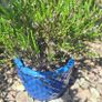 Heather Plant in Decorative Blue Pineapple Texture Pot Image 5