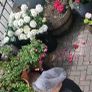 garden plants Image 6