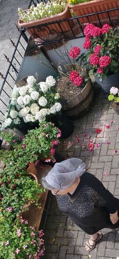 garden plants