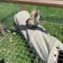 Bunny Adoption Image 3