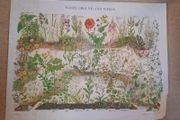 Vintage Botanical Print / Poster - Waste Ground &amp; Weeds