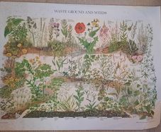 Vintage Botanical Print / Poster - Waste Ground & Weeds