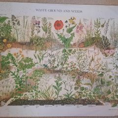 Vintage Botanical Print / Poster - Waste Ground & Weeds