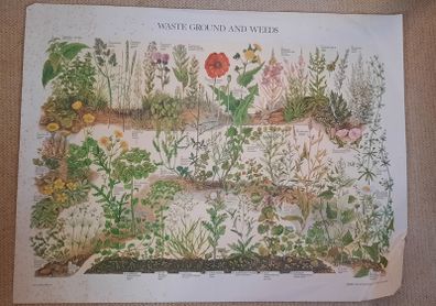 Vintage Botanical Print / Poster - Waste Ground & Weeds