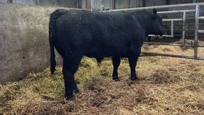 Kingdom Angus