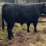 Kingdom Angus Image 2