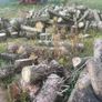 timber for sale Image 5