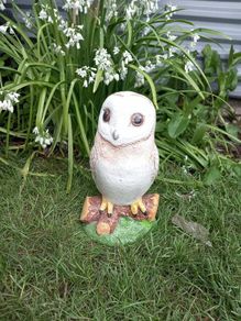 Owl