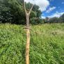 Hand crafted Irish walking sticks and staffs Image 8