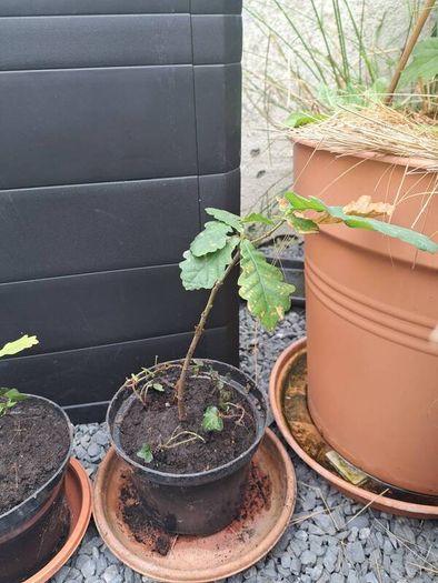 3 Trees