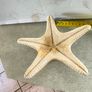 Large Natural Starfish: Unique Ocean Decor 19 x 17 cm. Image 7