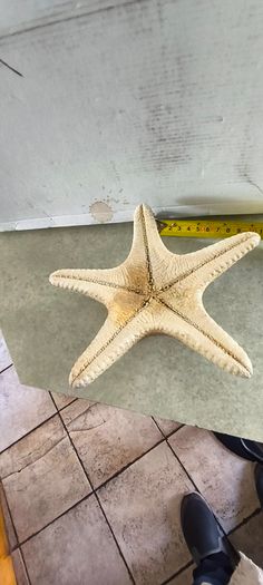 Large Natural Starfish: Unique Ocean Decor 19 x 17 cm.