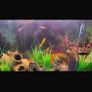 fish Image 5