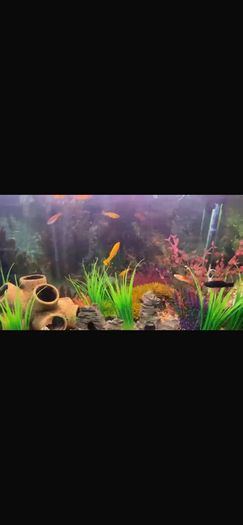 fish