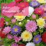 Aster seeds from 1 euro. over 15 different varieties Image 7