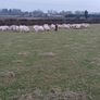 Ewe Lambs Image 9