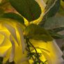 ShabbyChic  Long Velvet feel to touch roses and Frames free Image 3