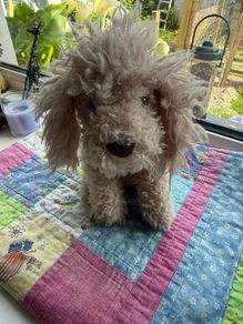jellycat