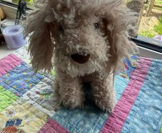 jellycat