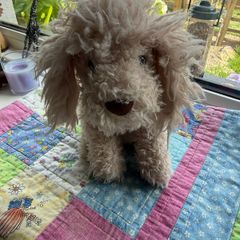 jellycat