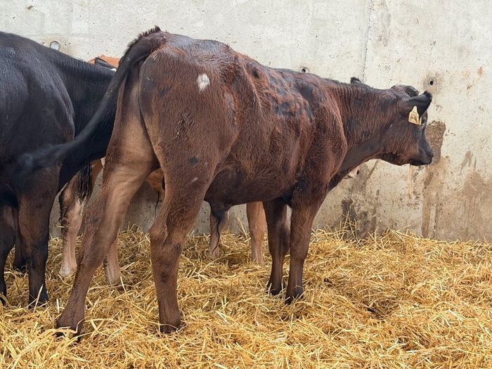 10 Charolais and Limousin Weanlings