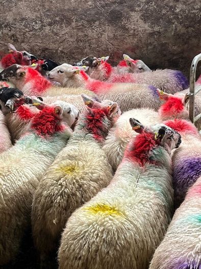 20 super brokie ewe lambs