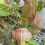 Carnivorous plant terrarium Image 3