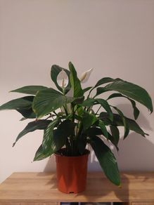 Peace lily 24cm