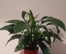 Peace lily 24cm