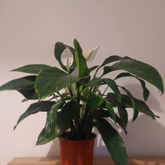 Peace lily 24cm