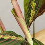 Maranta Leuconeura 'Fascinator Tricolor' (Pray Plant) in 12cm pot and 35cm in height Image 8