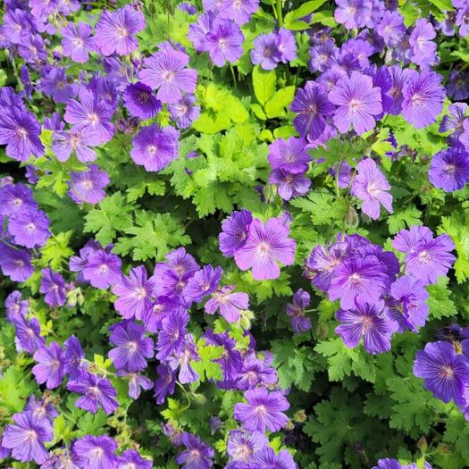 50 super flowering plants/shrubs