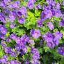 50 super flowering plants/shrubs Image 9