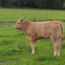 Four Genuine cows and calves Image 8
