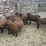 Spotted Dutch x Mule Ewe Lambs Image 6