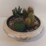 Lovely Arklow Pottery Tureen with Cacti Garden - A Fabulous Unique and Decorative Item for Display Indoors Image 6