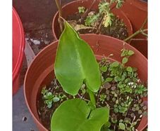 calla lillies