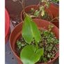 calla lillies Image 3