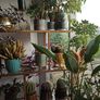 Avoca Gold Metal and Glass Display Shelf Image 4