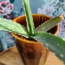 Achill Pottery Vase/planter Image 4