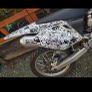 Crf 250 Image 4