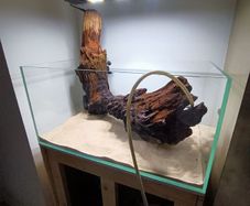 Driftwood