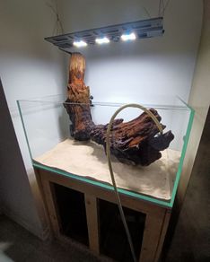 Driftwood
