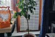 ficus