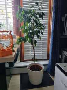 ficus