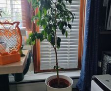 ficus